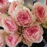 Garden Bridal Jewel Roses jardin ramifies d'Equateur Ethiflora